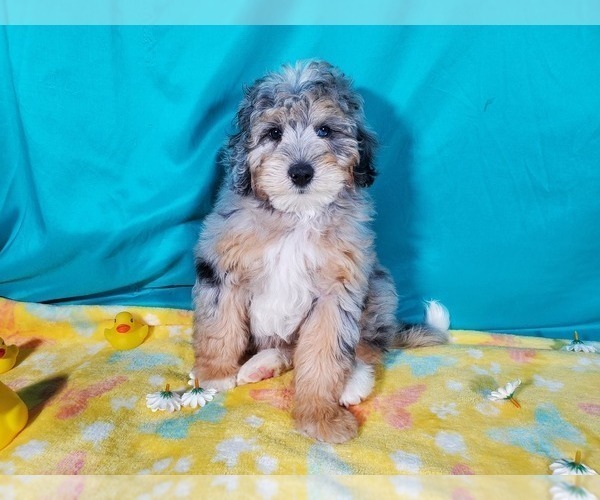 Medium Photo #7 Bernedoodle (Miniature) Puppy For Sale in COLORADO SPRINGS, CO, USA