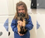 Small #4 American Pit Bull Terrier Mix