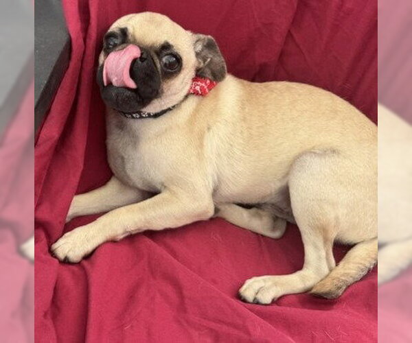 Medium Photo #2 Pug-Unknown Mix Puppy For Sale in HOUSTON, TX, USA