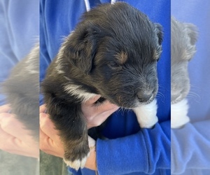 Australian Shepherd Puppy for sale in JURUPA VALLEY, CA, USA