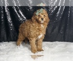 Small Photo #88 Goldendoodle (Miniature) Puppy For Sale in WARSAW, IN, USA