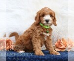 Small #1 Goldendoodle (Miniature)