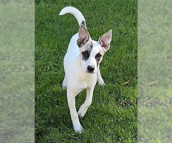 Medium Photo #1 Unknown-Whippet Mix Puppy For Sale in Genesee, WI, USA