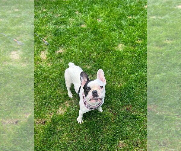Medium Photo #4 French Bulldog Puppy For Sale in Brights Grove, Ontario, Canada