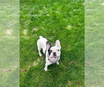 Small #3 French Bulldog