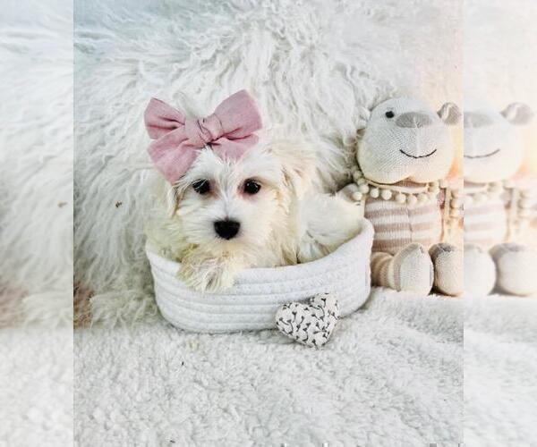 Medium Photo #12 Maltese Puppy For Sale in HOUSTON, TX, USA