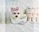 Small #11 Maltese