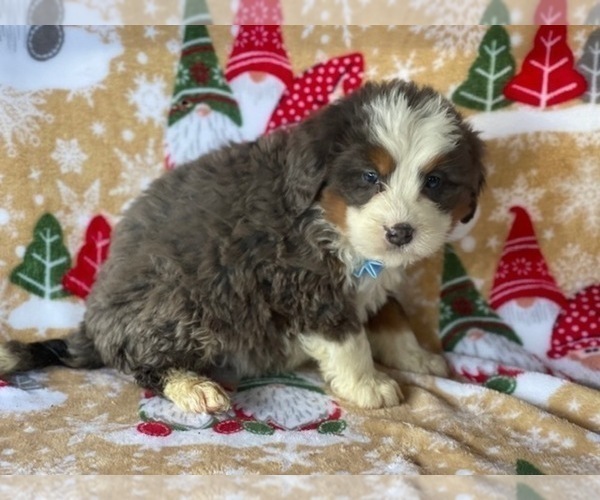 Medium Photo #3 Australian Shepherd Puppy For Sale in LANCASTER, PA, USA