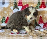 Small Photo #3 Australian Shepherd Puppy For Sale in LANCASTER, PA, USA
