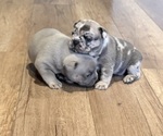 Small #11 French Bulldog