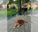 Small #2 Cocker Spaniel