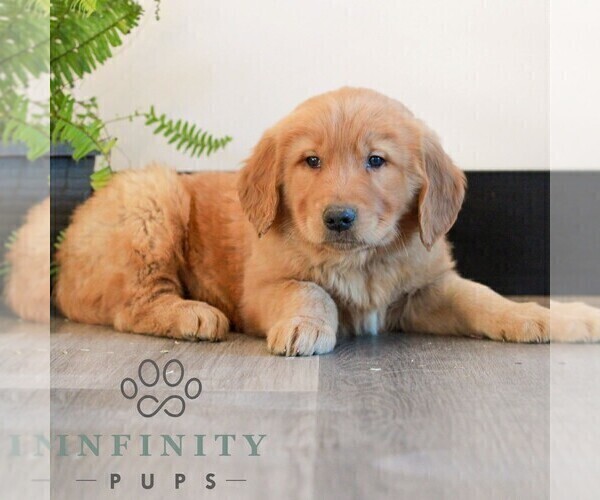 Medium Photo #3 Golden Retriever Puppy For Sale in LITITZ, PA, USA