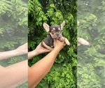 Small #6 French Bulldog