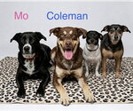 Small #2 Labrador Retriever Mix