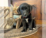 Small #1 Golden Retriever Mix