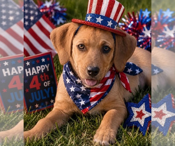 Medium Photo #11 Redbone Coonhound-Unknown Mix Puppy For Sale in pomfret, CT, USA