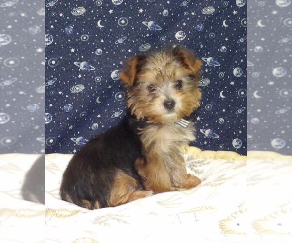 Medium Photo #7 Yorkshire Terrier Puppy For Sale in PATERSON, NJ, USA
