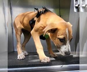Mutt Dogs for adoption in San Antonio, TX, USA