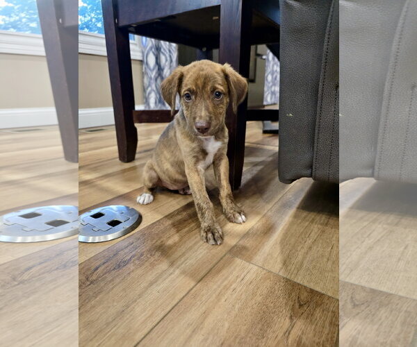 Medium Photo #3 Mutt Puppy For Sale in Hillsboro, MO, USA