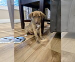 Small #2 Mutt