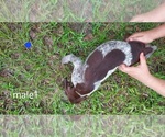 Small Photo #14 German Shorthaired Pointer Puppy For Sale in FORT WHITE, FL, USA