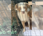 Small Australian Shepherd Mix
