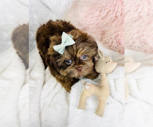 Medium Photo #1 Shih Tzu Puppy For Sale in MIAMI, FL, USA