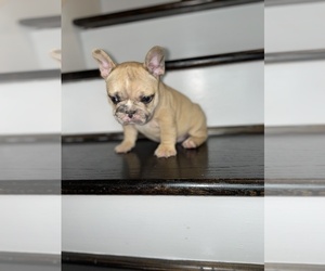 French Bulldog Puppy for sale in ATLANTA, GA, USA