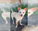 Small #1 Chihuahua-Parson Russell Terrier Mix
