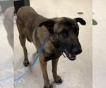 Small German Shepherd Dog Mix