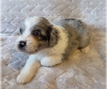 Small #2 Aussiedoodle