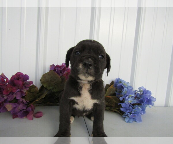 Medium Photo #7 Cane Corso Puppy For Sale in EMPIRE STATE, NY, USA