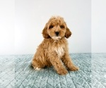 Small #3 Cavapoo (Miniature)