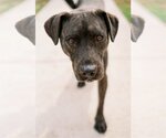 Small Photo #4 American Pit Bull Terrier Puppy For Sale in Richmond, VA, USA