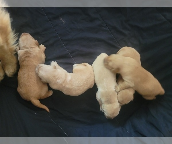 Medium Photo #2 Golden Retriever Puppy For Sale in ROCKFORD, MI, USA