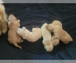Small #1 Golden Retriever