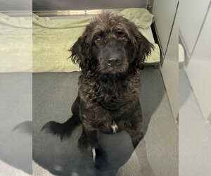 Labrador Retriever-Unknown Mix Dogs for adoption in Glen Allen, VA, USA