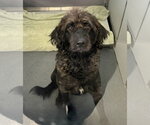 DA 31 Maynard - Male Labrador Retriever-Unknown Mix Dog for Adoption - Small photo