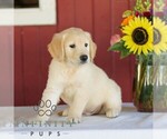 Small Photo #4 Golden Retriever Puppy For Sale in MANHEIM, PA, USA