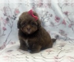 Small ShihPoo