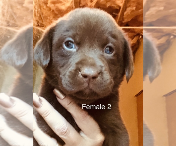 Medium Photo #5 Labrador Retriever Puppy For Sale in MONROE, GA, USA