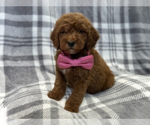 Goldendoodle (Miniature) Puppy for sale in LAKELAND, FL, USA