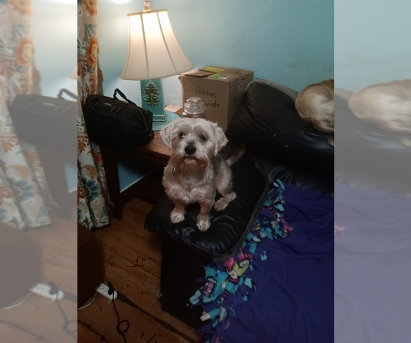 Medium Photo #7 Yorkshire Terrier Puppy For Sale in JOHNSTOWN, PA, USA