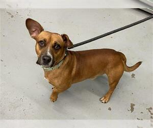 Dachshund Dogs for adoption in Waco, TX, USA