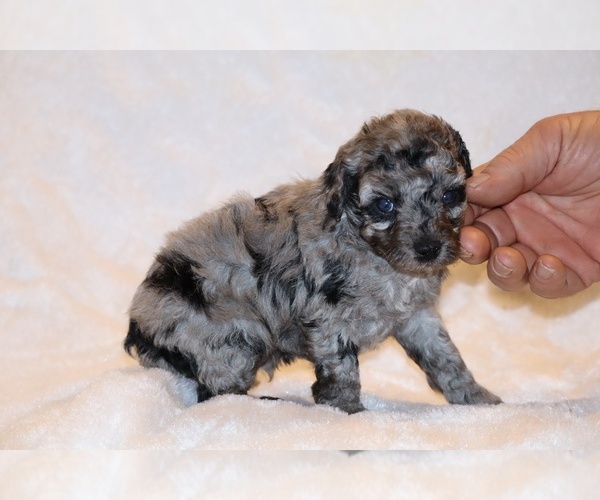 Medium Photo #11 Poodle (Toy) Puppy For Sale in DYERSBURG, TN, USA