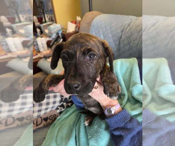 Medium Photo #1 Shepradors Puppy For Sale in Aurora, IN, USA