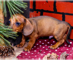 Small #9 Dachshund