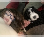 Small Photo #16 Sheepadoodle Puppy For Sale in CONROE, TX, USA