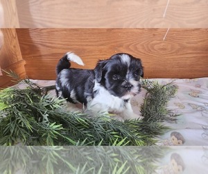 Shih Tzu-Zuchon Mix Litter for sale in GREENWOOD, WI, USA