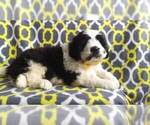 Small Photo #4 Saint Berdoodle Puppy For Sale in LANCASTER, PA, USA